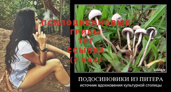 индика Новозыбков